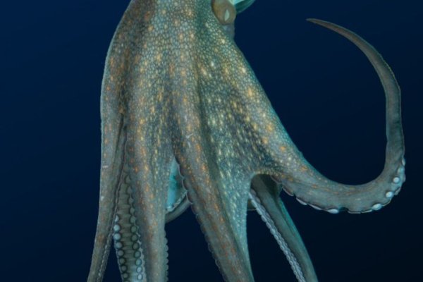 Кракен магазин krakens13 at